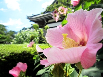 橘寺の芙蓉