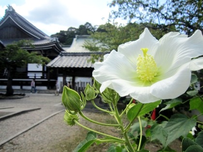 橘寺の酔芙蓉　スイフヨウ