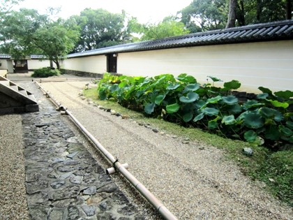 蓮　はす　ハス　東大寺戒壇院