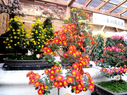 奉納菊花展の菊の花　大神神社