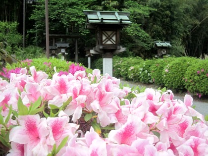 久延彦神社参道のつつじ