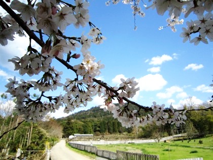 三輪山と桜