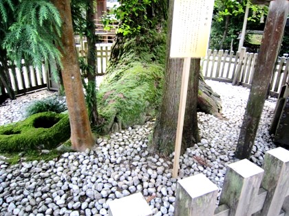 巳の神杉　大神神社