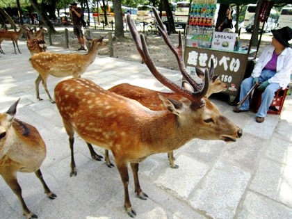 奈良公園の鹿