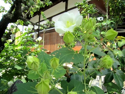 飛鳥寺本堂　芙蓉