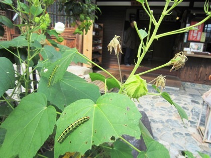 芙蓉の葉に付く毛虫