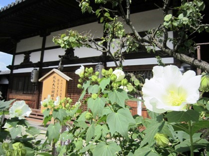 飛鳥寺の芙蓉