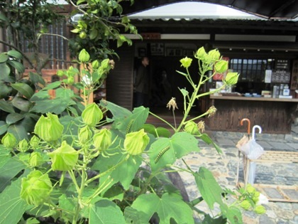 飛鳥寺の芙蓉　つぼみ