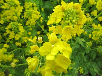 石舞台古墳の菜の花