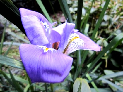 大正楼中庭に開花する花