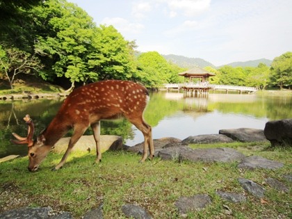 奈良公園の鹿と浮見堂