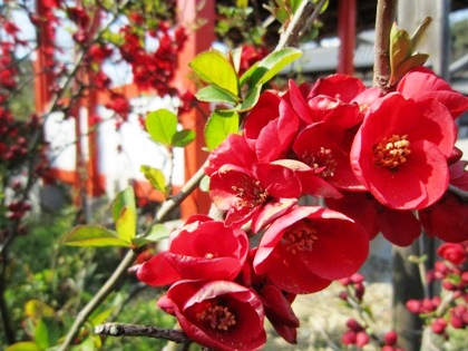 ぼけの花　木瓜　安倍文殊院のぼけの花