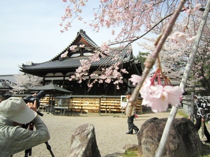 カメラマンと仲麻呂望郷しだれ桜