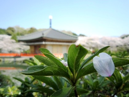 桜の花びら　安倍文殊院