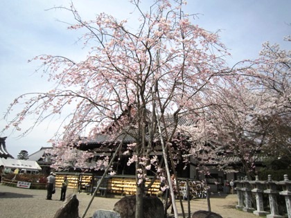 仲麻呂望郷しだれ桜