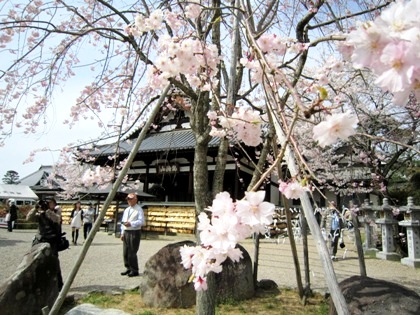 仲麻呂望郷しだれ桜