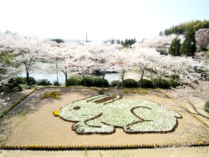 安倍文殊院のジャンボ花絵　桜の花