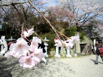 仲麻呂望郷しだれ桜　文殊院西古墳