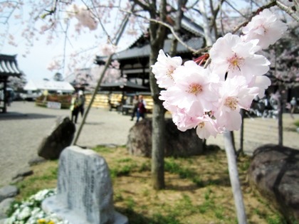 仲麻呂望郷しだれ桜