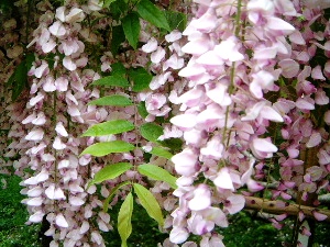 あえぬがに花咲きにけり