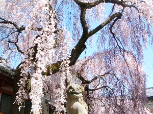 あえぬがに花咲きにけり