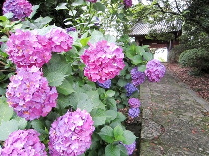 長岳寺の紫陽花