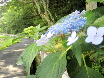 長弓寺の紫陽花　あじさい　アジサイ