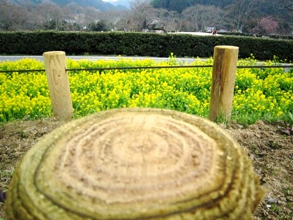 石舞台古墳と菜の花