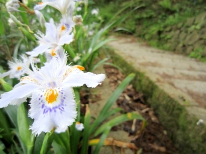 甘樫丘に咲く花