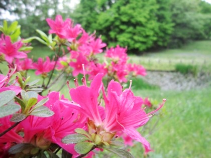 甘樫丘に咲く花