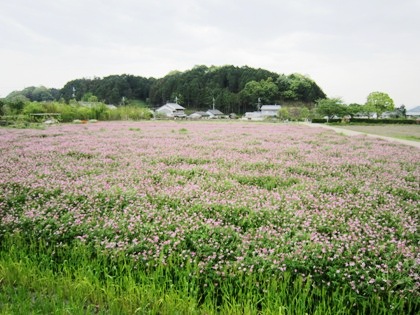 レンゲ畑　甘樫丘