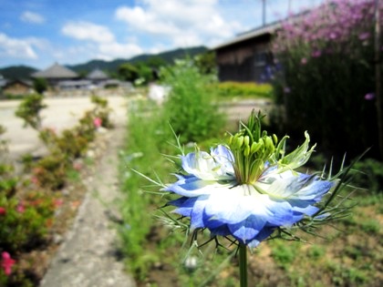 花と飛鳥寺堂宇