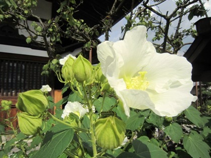 飛鳥寺の芙蓉