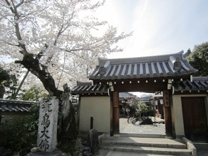 飛鳥寺の桜