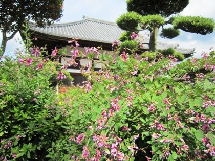 飛鳥寺の萩