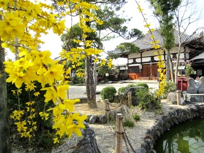 飛鳥寺のレンギョウ