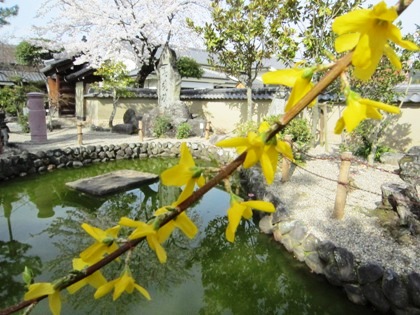 飛鳥寺のレンギョウと桜