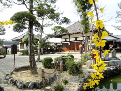 飛鳥寺のレンギョウ