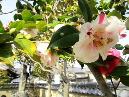 飛鳥寺の椿