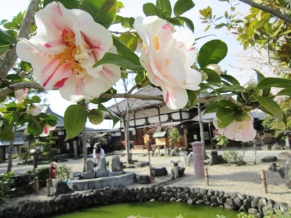 飛鳥寺の椿