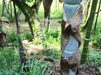 竹藪の竹