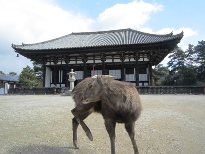 興福寺東金堂前の鹿