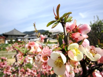 飛鳥寺と木瓜