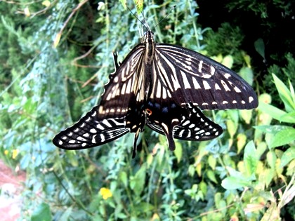 蝶の交尾