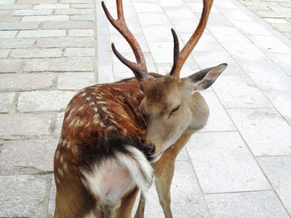 奈良公園の鹿