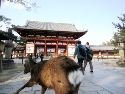 東大寺中門と鹿