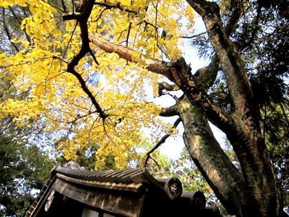 市杵島神社の銀杏