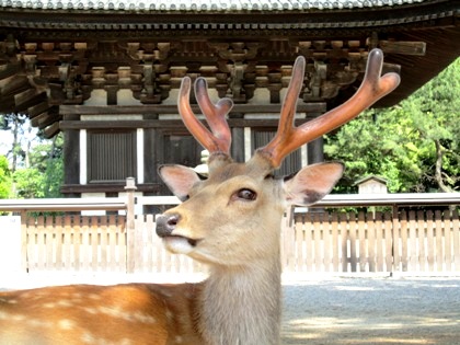 奈良公園の鹿　興福寺五重塔