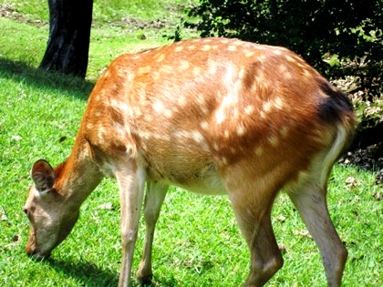 奈良公園の鹿