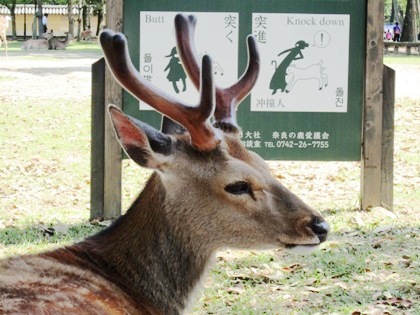 奈良公園の鹿　knockdown